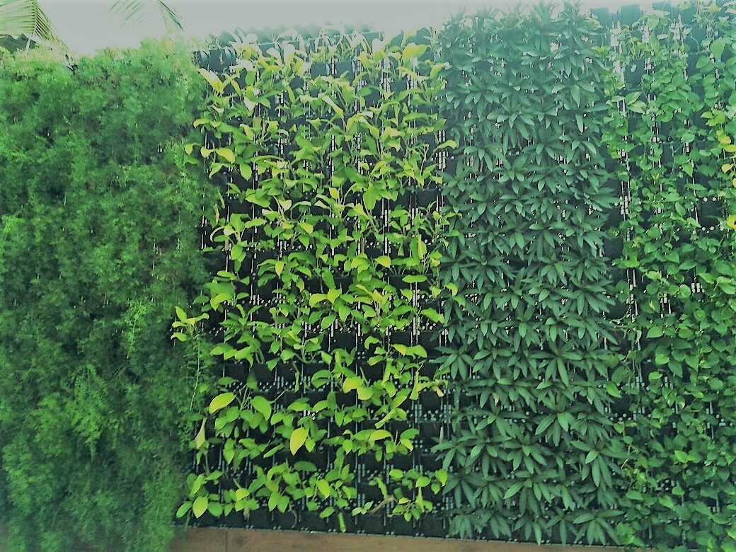 Vegetable Garden in Chennai